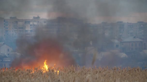 Burning Reed Bulrush Bank Dnipro Spring Night Slo Shocking View — Stock Video