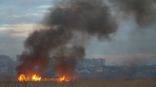 Густі Хмари Диму Вилок Полум Березі Дніпра Увечері Вечірній Час — стокове відео