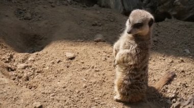 Bir mirket ayakta ve yaz aylarında güneşli bir günde bir hayvanat bahçesinde etrafa bakan bir kahverengi ve beyaz mirket ayakta ve yaz aylarında güneşli bir günde Ukrayna hayvanat bahçesinde etrafa bakan güzel bir görünüm 