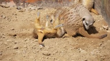 Komik mirketler oynarken ve bir hayvanat bahçesinde kumlu toprakta birbirleriyle güreş aktif kahverengi ve beyaz meercats neşeli görünümü oynarken ve yaz aylarında bir Ukrayna hayvanat bahçesinde kumlu toprakta birbirleriyle güreş.