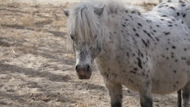 Poney blanc avec des taches noires debout et bougeant ses oreilles sur un sol sablonneux Vue drôle d'un poney blanc avec des taches noires debout, regardant autour et remuant ses oreilles tout en étant sur un sol sablonneux sur un soleil au printemps  