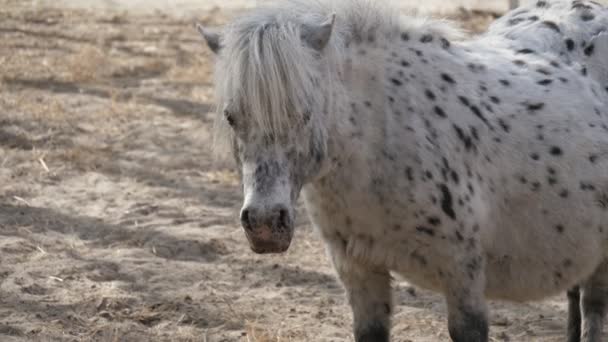 Білий Поні Чорними Плямами Стоять Рухаються Вухами Піщаній Землі Смішний — стокове відео