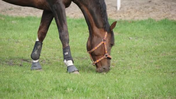 Cavalo Castanho Com Cascos Brancos Pastando Grama Verde Primavera Slo — Vídeo de Stock