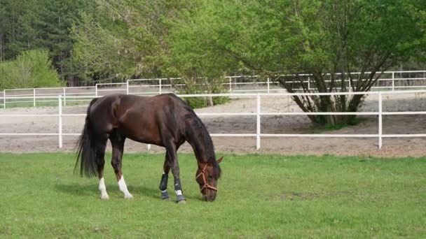 Brown Mare Med Vita Fetlocks Bete Saftig Grönt Gräs Våren — Stockvideo