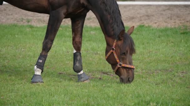 Donker Bruine Merrie Met Het Verband Poten Eten Weelderig Gras — Stockvideo