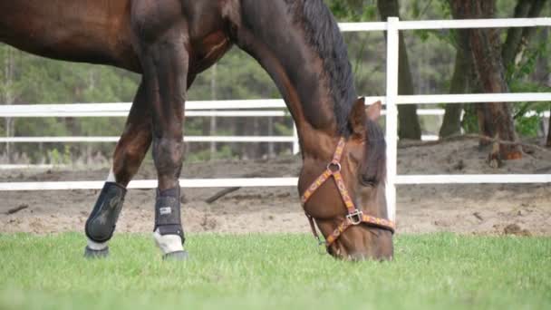 Noble Jument Brune Avec Bride Cuir Broutant Herbe Luxuriante Printemps — Video