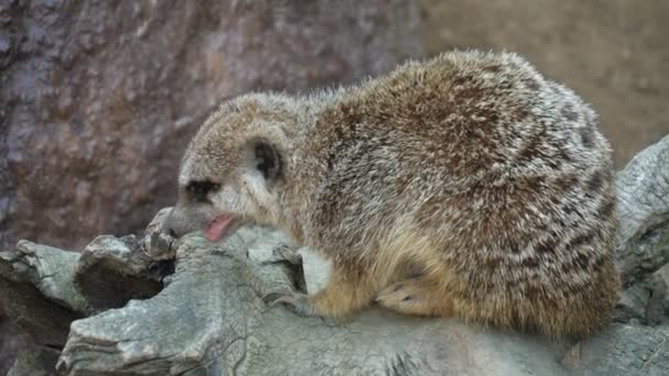 Funny Meerkat Sitting Stone Yawning Zoo Sunny Day Summer Cheery — Stock Video