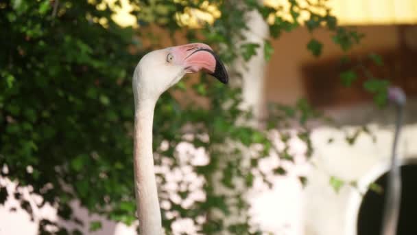 Flamingo Rosado Pie Girando Cabeza Hacia Abedul Zoológico Primavera Vista — Vídeos de Stock