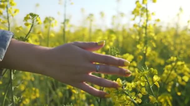 Молода Жіноча Рука Торкається Квітучих Ріпакових Квітів Полі Шлю Чудовий — стокове відео