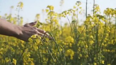 Erkek el hareket eden ve slo-mo arty görünümünde kolza çiçek çiçek dokunmadan bir erkek el hareketli ve slo-mo yaz güneşli bir günde sarı kolza çiçek açan çiçekler dokunmadan