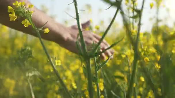 Palma Masculina Moviéndose Tocando Las Flores Mágicas Colza Slo Maravillosa — Vídeos de Stock