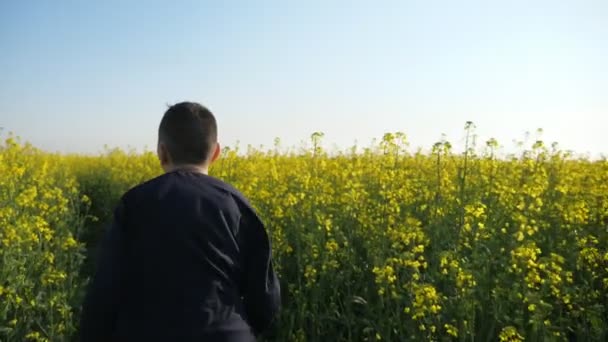 日没の晴れた日に菜の花畑で走る幸せな少年は スロモの晴れた日に巨大な野原で走り 素敵な菜種の花に触れる陽気なブルネットの少年の陽気なバックビュー — ストック動画