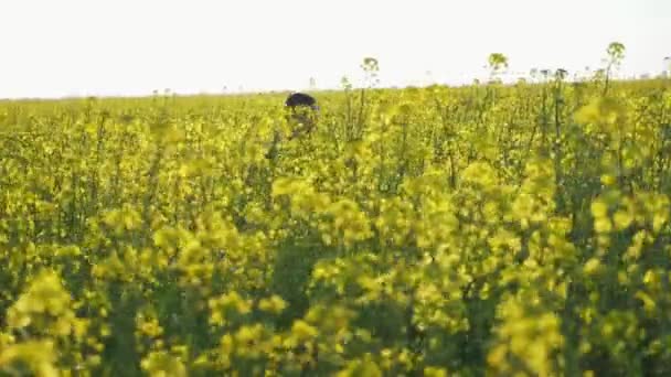 Petit garçon courant joyeusement dans un champ de colza par une journée ensoleillée en été à Pékin Vue joyeuse d'un garçon brunet heureux courant et touchant fleurs de colza en fleurs dans un grand champ par une journée ensoleillée en été à Pékin 