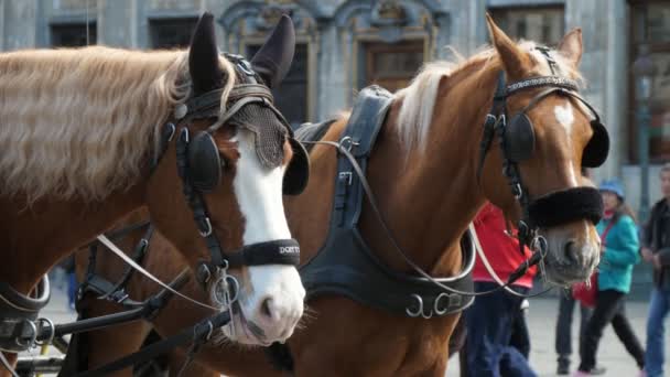 Bruxelas Bélgica Abril 2019 Bela Vista Dois Cavalos Castanhos Com — Vídeo de Stock