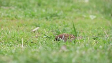 Neşeli serçe atlama ve yeşil bir çim tohumları arayan slo-mo kahverengi bir serçe böcek ve tohum atma komik görünümübahar, başını kaldırma ve yavaş harekette ilkbaharda yeşil bir alanda atlama        
