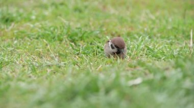 Küçük serçe atlama ve çim böcekleri atma böcek slo-mo harika görünümünde bir kahverengi ve gri serçe böcekler ve tohumlar arayan bahar, yürüyüş ve yavaş hareket baharda yeşil bir alanda atlama        