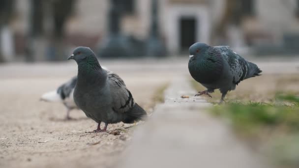 Kilka Szarych Gołębi Chodzenie Placu Odlatuje Nagle Wiosną Slo Imponujący — Wideo stockowe