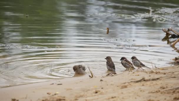 Una Bandada Gorriones Bañándose Bebiendo Volando Una Orilla Del Río — Vídeos de Stock