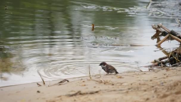 Lustige Spatzen Trinken Baden Und Fliegen Frühling Flussufer Slo Fröhlichen — Stockvideo