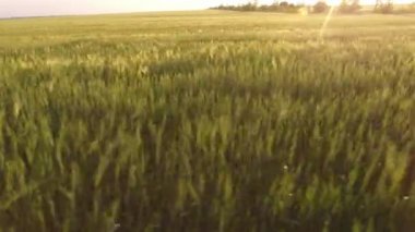 Yaz aylarında pırıl pırıl günbatımında alçak tantanalı bir drone'dan sallanan sivri uçlar ile paslı yeşil buğday tarlasının şaşırtıcı manzarasında dalgalanan sivri uçlu kırsal yeşil buğday çayırının annı