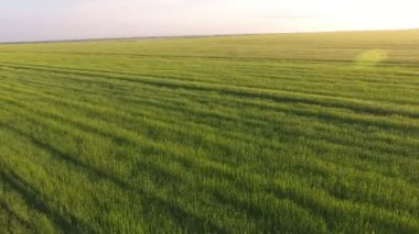 Yaz aylarında altın gün batımında düşük uçan drone neşeli bitkiler ile kırsal yeşil buğday tarlasının muhteşem görünümü gün batımında sallanan sivri ile güzel yeşil buğday alanının andan