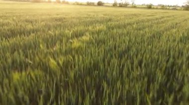 Yaz aylarında düşük uçan drone gelen güzel yeşil buğday alanı nın anten yaz güneşli bir günde düşük uçan drone gelen sivri sallayarak canlı yeşil buğday alanının etkileyici görünümü