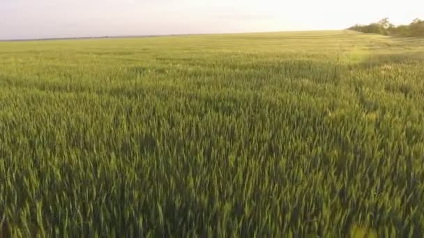 Aérea Del Gran Campo Trigo Verde Con Plantas Ondeantes Atardecer — Vídeos de Stock