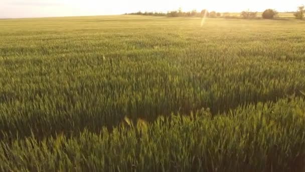 Aérea Zona Trigo Verde Soleado Con Espiguillas Ondeantes Atardecer Brillante — Vídeos de Stock