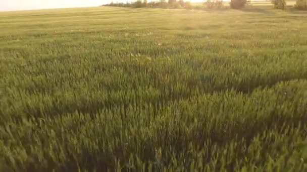 黄金の夕日に小さなキレットを振る陽気な緑の小麦牧草地の空中夏の素敵な夕日に低空飛行ドローンから植物を揺らす地平線のない緑の小麦畑の美しい景色 — ストック動画