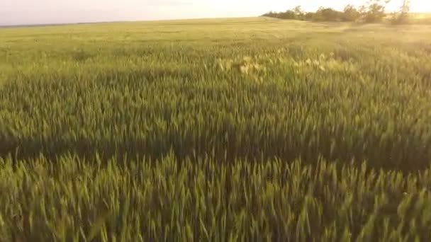 Vue aérienne du champ de blé vert ensoleillé avec des épillets ondulants au coucher du soleil doré Vue magique d'un champ de blé vert sans limites avec des plantes flottantes à partir d'un drone volant bas sur au coucher du soleil splendide en été 