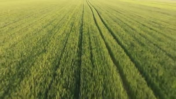 Aérea Del Alegre Campo Trigo Verde Con Espiguillas Móviles Día — Vídeos de Stock