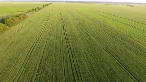 夏の高空飛行ドローンから無限の緑の小麦アグロエリアの空中は 夏の晴れた日に高飛ぶドローンから小さな小冊子を移動する大きな緑の小麦アグロエリアの驚くべき眺め — ストック動画