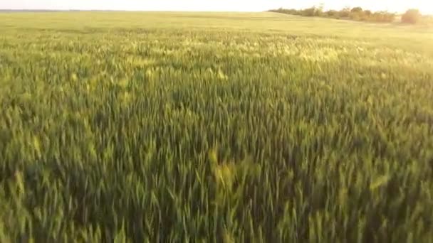 Aerial Impressionante Campo Trigo Verde Drone Voador Baixo Verão Vista — Vídeo de Stock