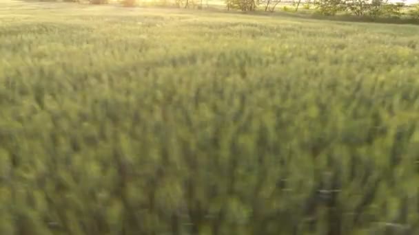 Aerial Horizonless Green Wheat Zone Low Flying Drone Summer Gorgeous — Stock Video