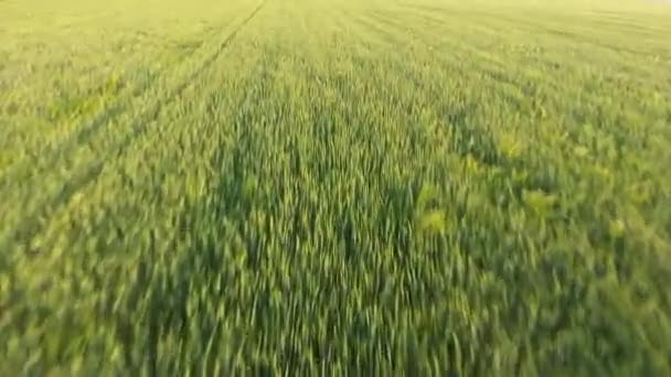 夏の日没時に低空飛行ドローンから巨大な緑の小麦エリアの空中夏の素敵な夕日に低空飛行ドローンからちらつく小さな小さな小麦畑の素晴らしい眺め — ストック動画