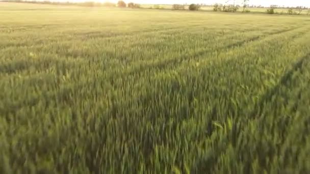 Aerial Large Green Wheat Field Low Flying Drone Sunset Summer — Stock Video