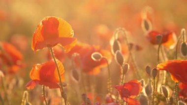 Turuncu haşhaş yaz aylarında gündüz Ukrayna'da neşeli bir alanda büyüyen yaz güneşli bir günde Ukrayna'da muhteşem bir alanda sallayarak turuncu haşhaş harika görünümü. Neşeli ve romantik görünüyorlar..