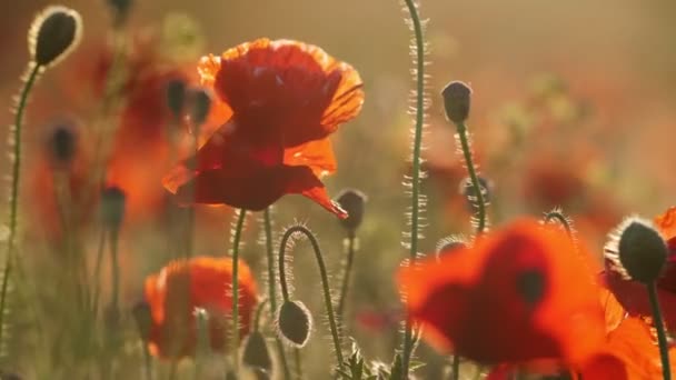 Amapolas Púrpuras Floreciendo Una Zona Ensueño Ucrania Durante Día Verano — Vídeos de Stock