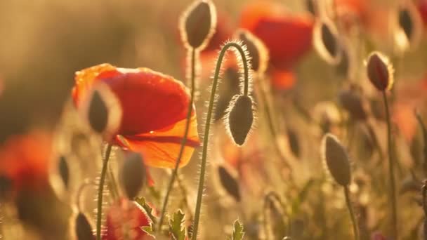 Amapolas Carmesí Floreciendo Una Hermosa Zona Ucrania Durante Día Verano — Vídeo de stock