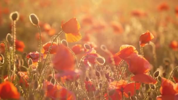 Amapolas Carmesí Floreciendo Una Zona Ensueño Ucrania Durante Día Verano — Vídeos de Stock