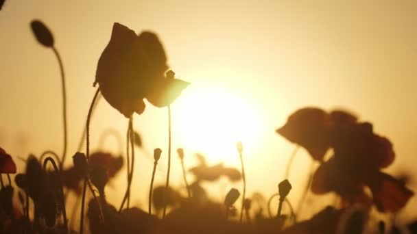 Ebony Poppies Blommar Ett Sago Fält Ukraina Vid Ljusbrun Solnedgång — Stockvideo