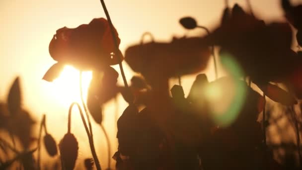 Ciemne Kwiaty Macha Bajkowym Polu Ukrainie Jasnobrązowym Zachodzie Słońca Tajemniczy — Wideo stockowe