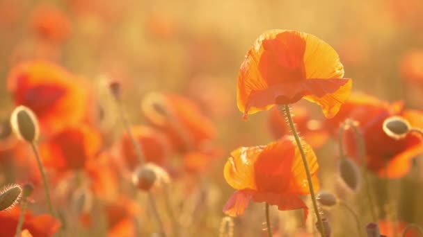 Красные Цветы Чили Покрывающие Сказочном Поле Украины Днем Летом Великолепный — стоковое видео