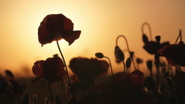 Papaveri Neri Che Ondeggiano Campo Minaccioso Ucraina Tramonto Giallo Scuro — Video Stock