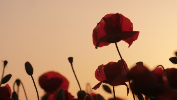 Sötétvörös Pipacsok Integetett Egy Mesebeli Területen Ukrajnában Egy Rózsás Naplemente — Stock videók
