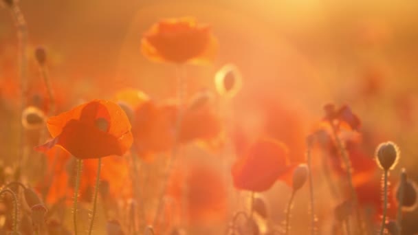 Amapolas Carmesí Ondeando Campo Ensueño Ucrania Durante Día Verano Impresionante — Vídeos de Stock