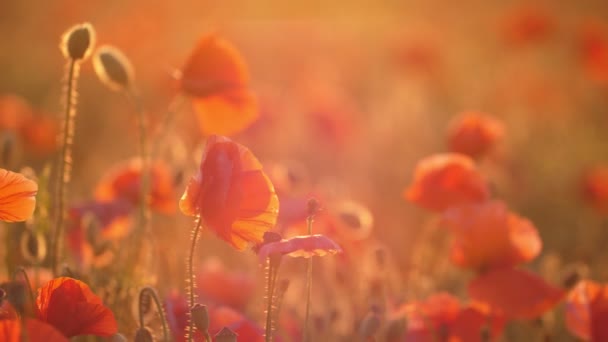 Purpurové Květy Rostou Nádherné Oblasti Ukrajině Dne Létě Nápadný Pohled — Stock video