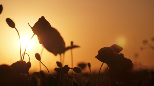 Dim Poppies Waving Boundless Field Ukraine Beautiful Sunset Incredible View — Stock Video