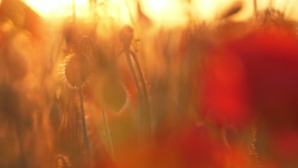 Amapolas Rojas Románticas Que Crecen Campo Ilimitado Ucrania Atardecer Ensueño — Vídeos de Stock