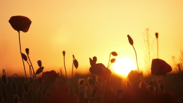 Nice Red Poppies Growing Boundless Field Ukraine Golden Sunset Fabulous — Vídeo de Stock
